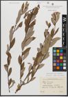 Foto von Salix triandra subsp. amygdalina (L.) Schübl. & G. Martens